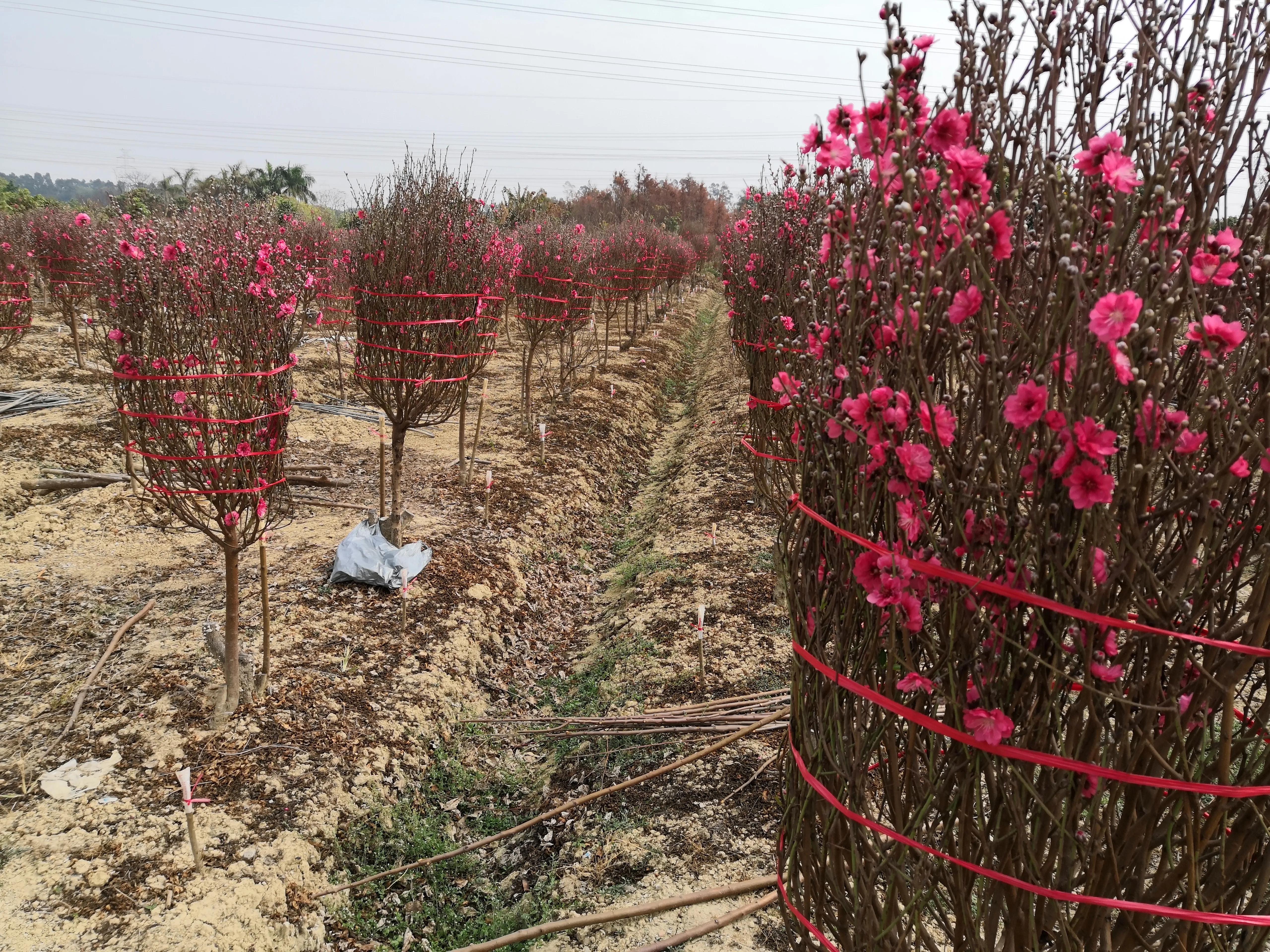 故乡的桃花,故乡的桃花开了