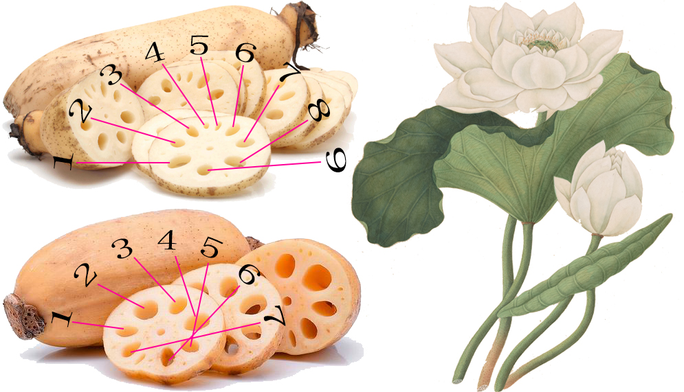 探索荸荠︱以及西关“泮塘五秀”是什么、何为江南“水八仙”？