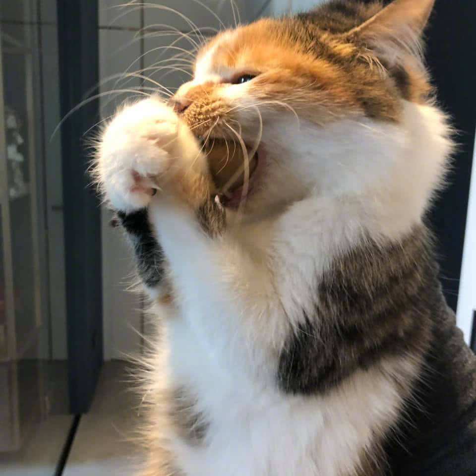 猫咪更爱吃老鼠还是猫粮,猫咪更爱吃鸡肉还是猪肉