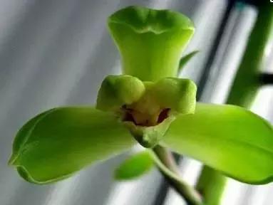 史上最全的兰花鉴赏,兰花品种之精品欣赏