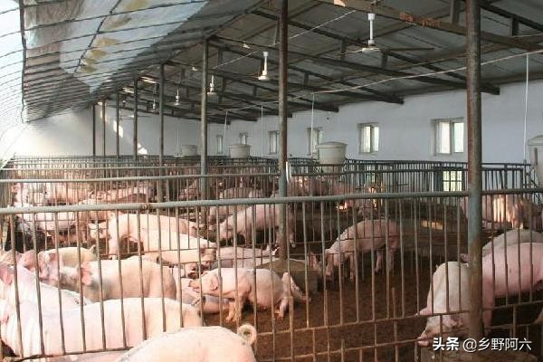 猪催肥最快的偏方,猪催肥剂的最简单快速催肥方法