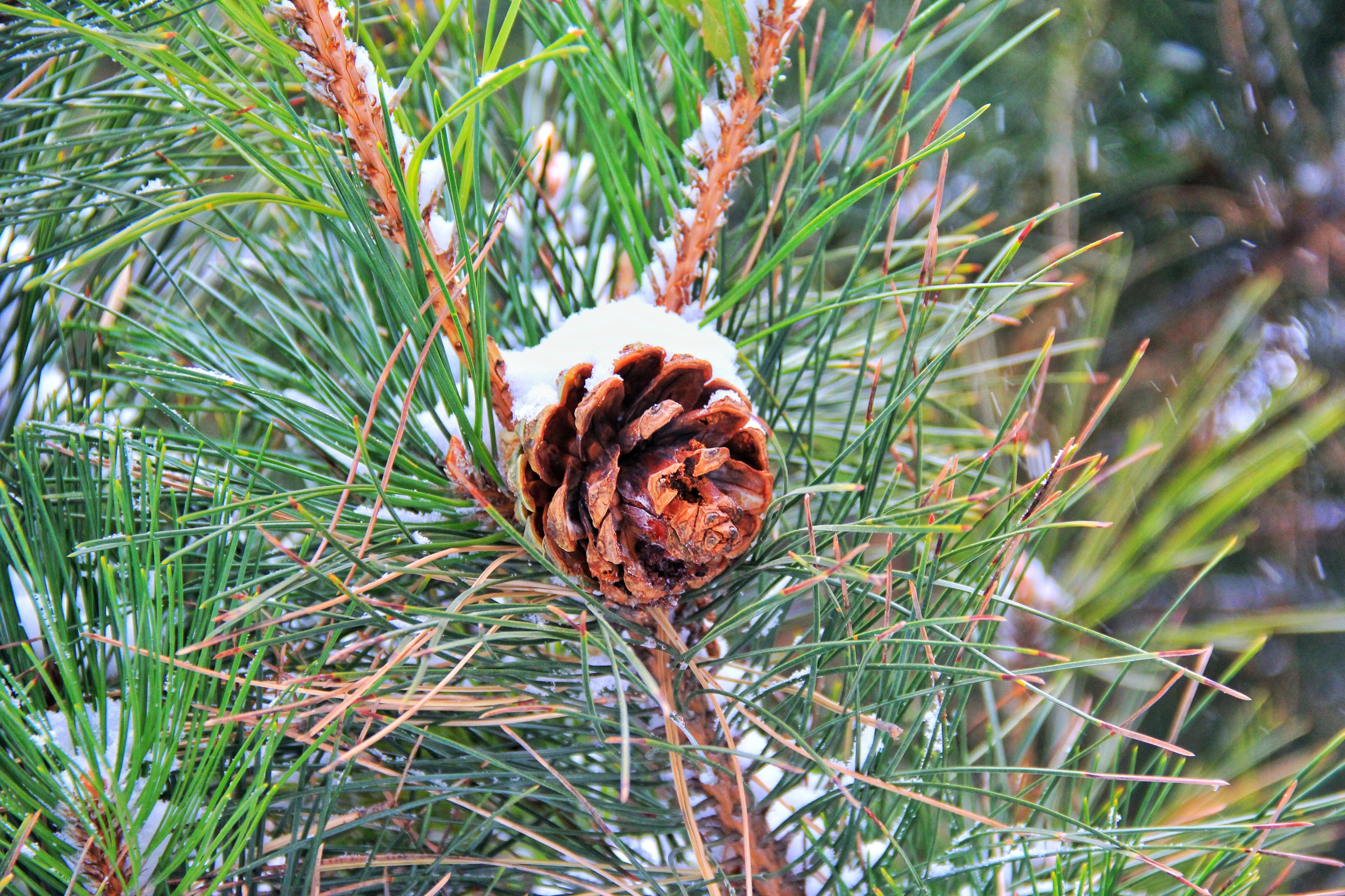 包头清雪,包头初雪航拍