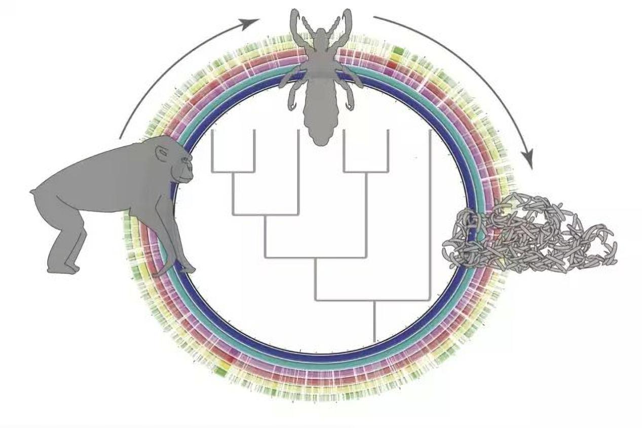 虱子童年回忆,20年前的虱子为什么消失了科普