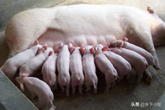 母猪产后怎么护理视频大全,母猪的产后护理应该注意什么事项