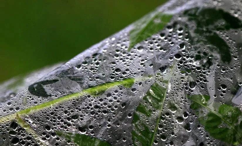 生存小技巧钻木取火,荒野生存取水技巧