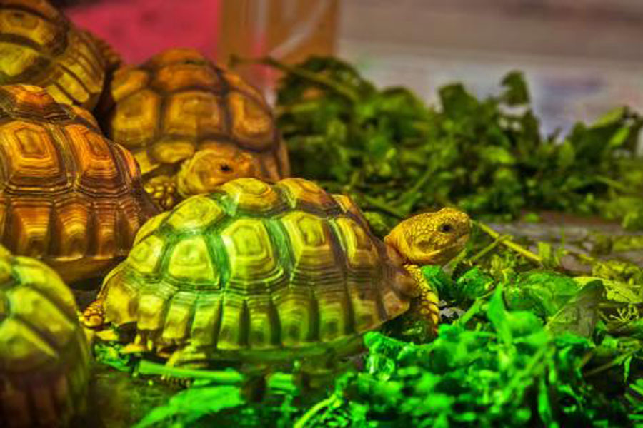 别让好心办坏事,别让好心办了坏事议论文