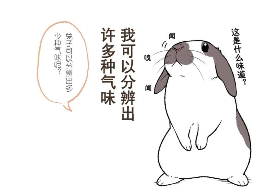 兔子不好养是什么意思,养兔子技巧