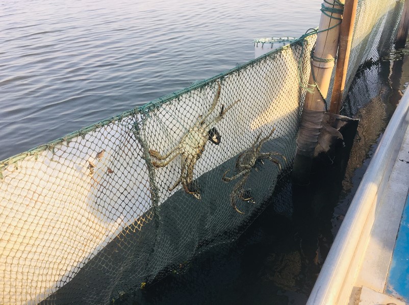 苏州阳澄湖吃蟹住哪个酒店,下榻酒店进餐