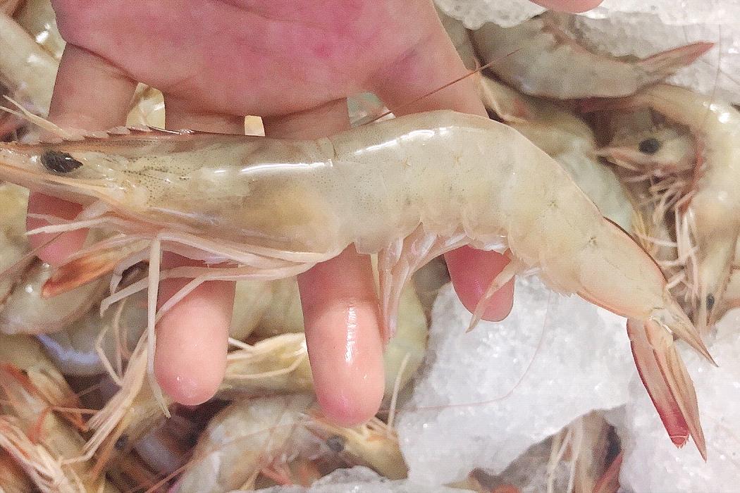 如何区分基围虾罗氏虾明虾,明虾基围虾与罗氏虾有什么区别