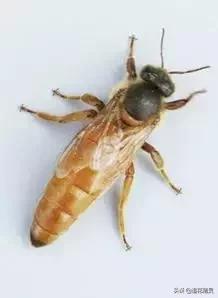 蜂王被围攻是什么原因,蜂王被蜜蜂围攻