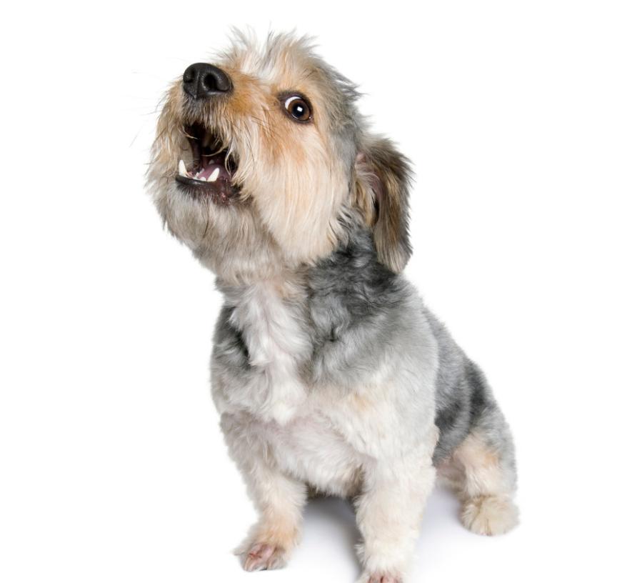 狗狗一直狼嚎是为什么,狗狗跟狼嚎一样叫是什么意思