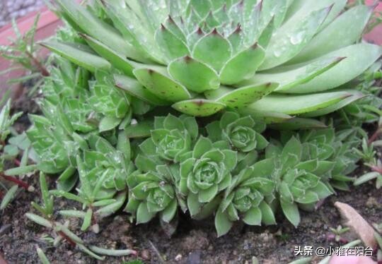 观音莲长侧芽怎么养殖,观音莲怎么养叶层才能变多