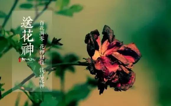 芒种时节忙种田图片,芒种时节可以做什么