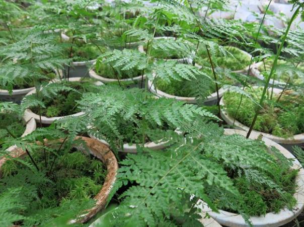 开山捡回一根“蛇纹木”，埋到老家菜地中，一查才知是珍贵龙骨风