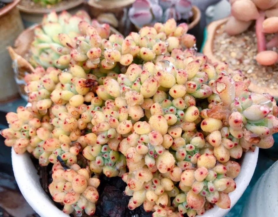 盆栽黑莓过冬方法,黑莓植物怎样养