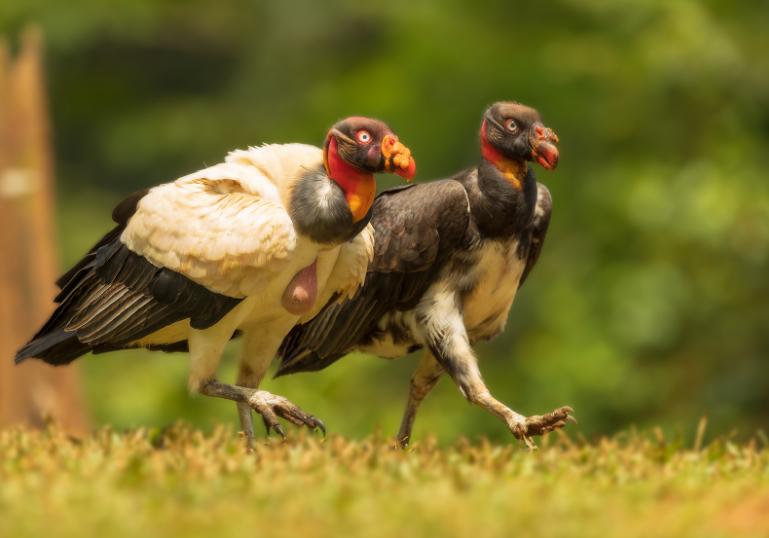 胡兀鹫和秃鹫谁厉害,秃鹫和胡兀鹫生活在一起吗