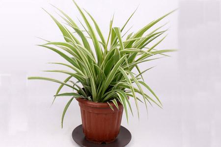 网购的牡丹吊兰怎么栽培,吊兰放车上水培还是栽培