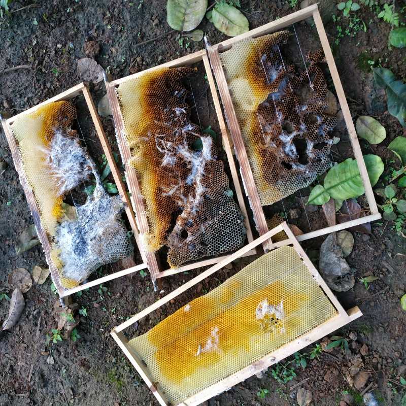 蜜蜂巢虫最容易解决的办法,蜜蜂有巢虫如何解决