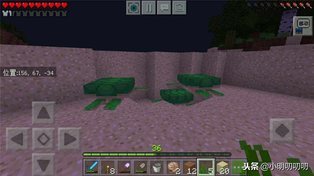 我的世界中海龟可以干什么,探秘珍稀海龟的生活和保护工作