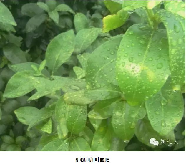 天然高效橙皮精油助剂,橙油助剂与有机硅助剂的区别