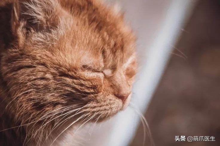 猫咪防中暑的最佳方法,怎么预防小猫咪中暑