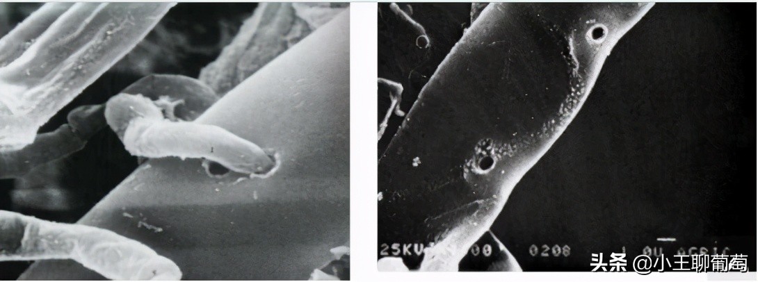 微生物菌剂治病,植物通用微生物菌剂