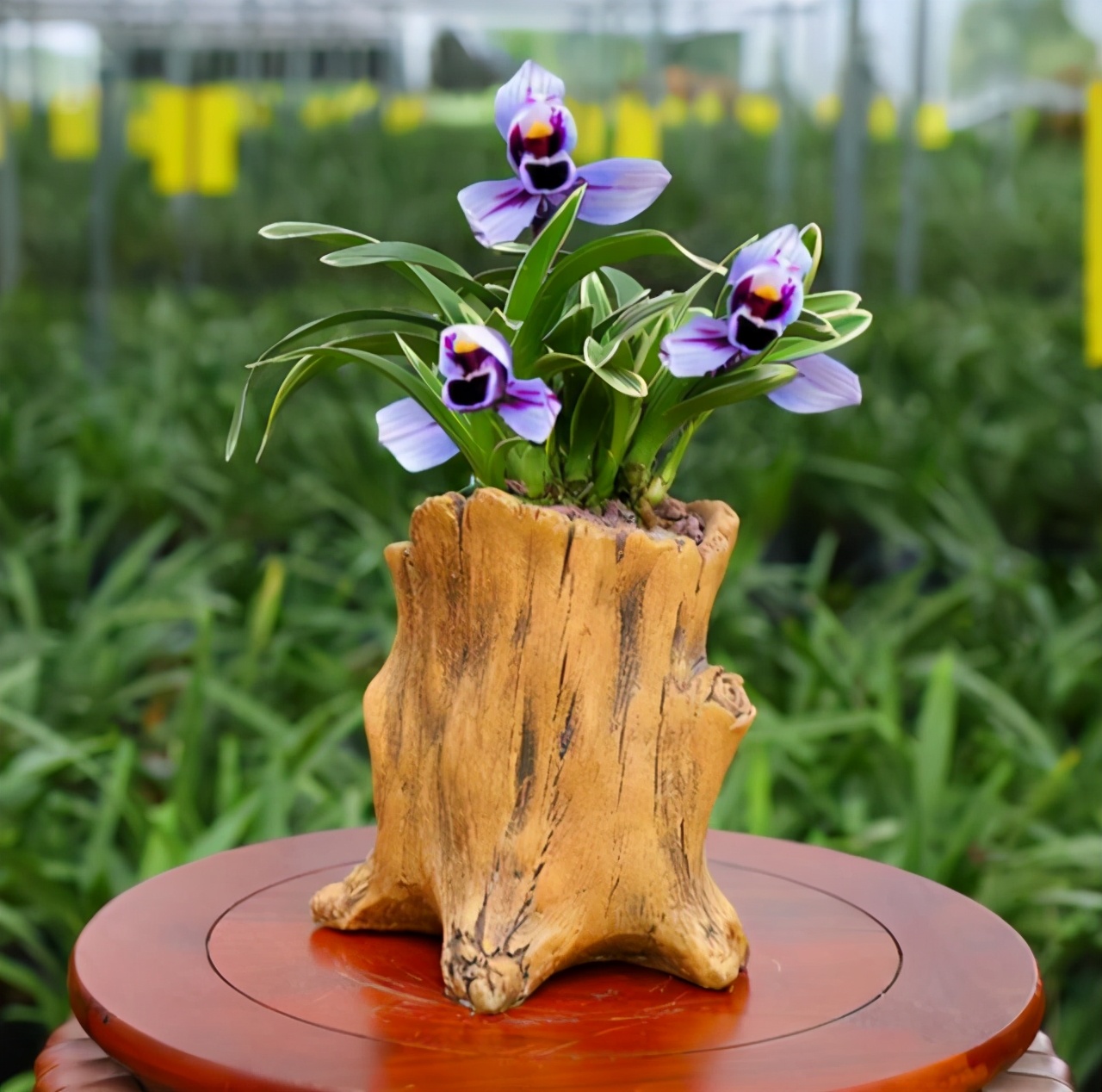 兰花品种香味,兰花界的新奇品种