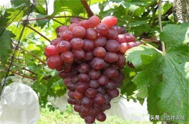 红提温室葡萄栽培技术视频,平架红提葡萄栽培技术