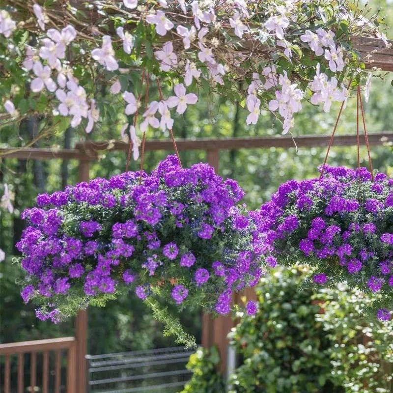 5种花超好养漂亮上档次,这5种花适合春天养