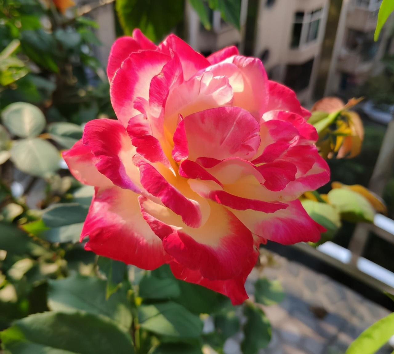 月季哪个品种好养不容易生病,月季要怎么养每次都是以失败告终