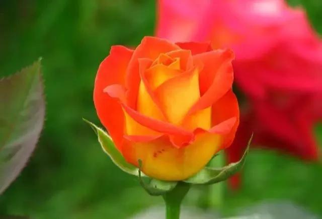 每天学习一点点各种花代表的花语,每天学习一朵花知识