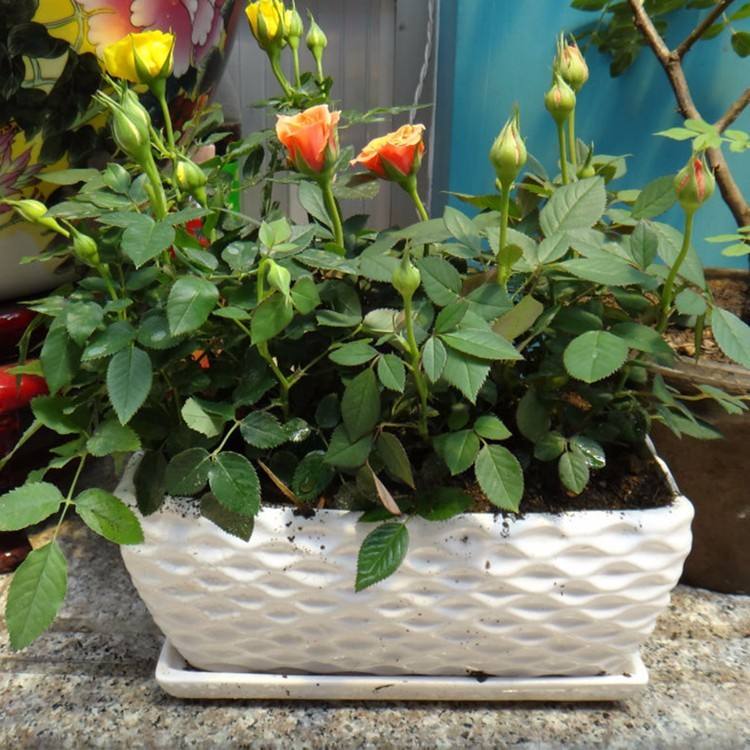 月季花黄叶怎么办？“3招”让它绿油油，变茂盛，花儿越开越多