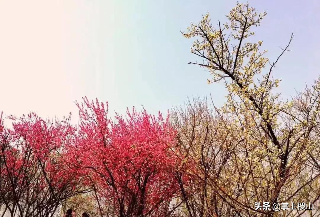 运城稷山今天下雪是不是人工降雪,稷山未来45天天气