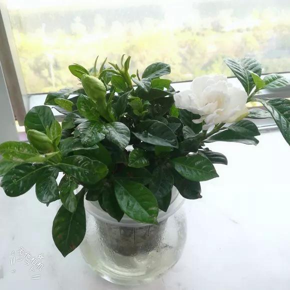 栀子花月季花叶子发黄有黑斑点,茉莉栀子花叶子发黄怎么办