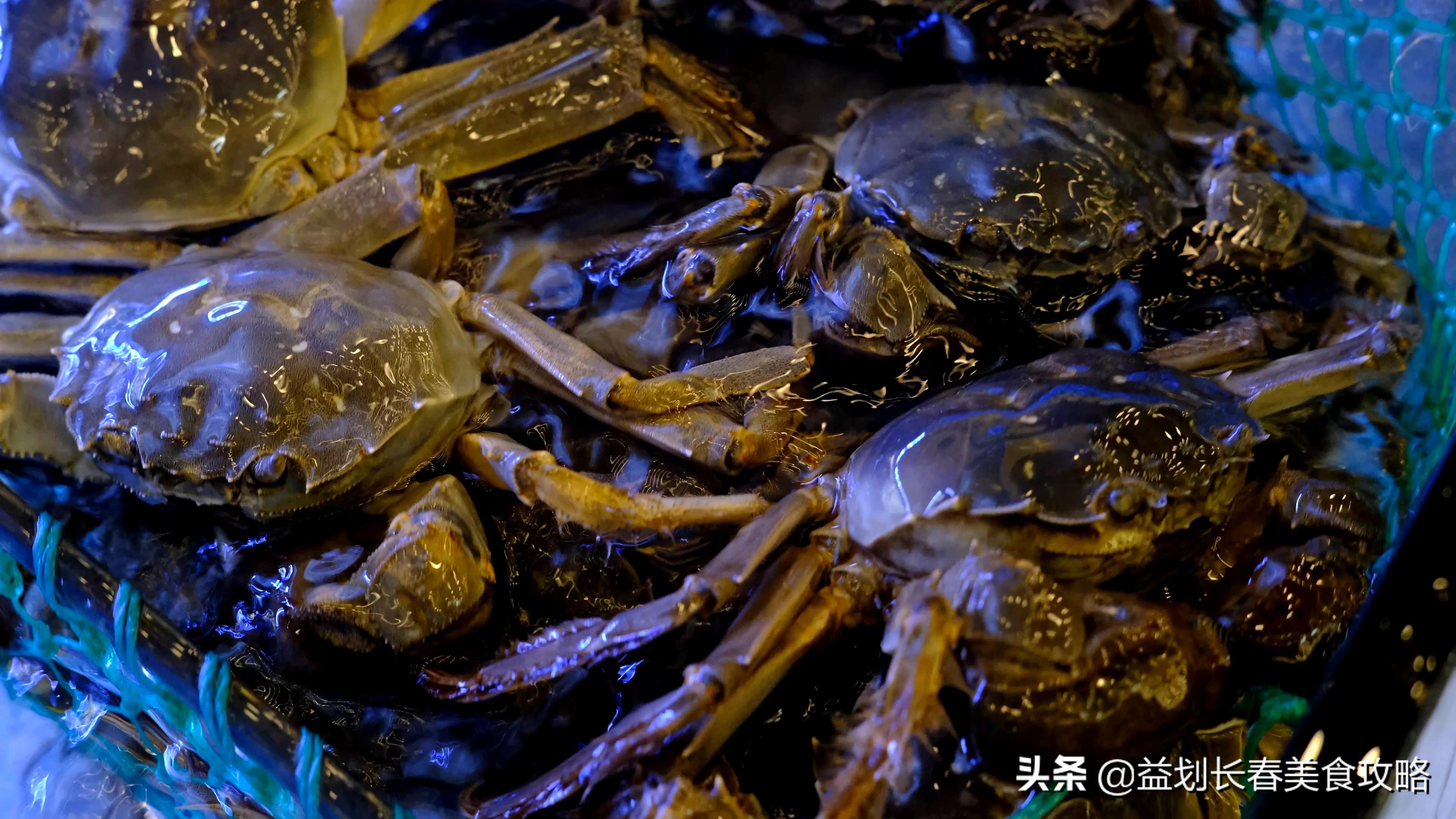 北京海鲜自助梭子蟹,海鲜自助的活梭子蟹