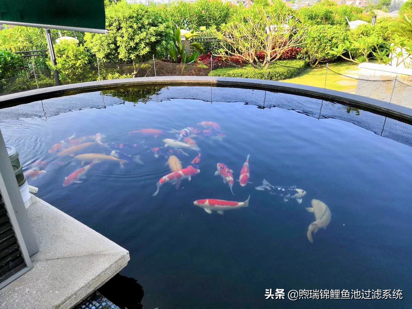 养锦鲤过滤用多大的过滤泵,锦鲤过滤全用生化过滤可以吗