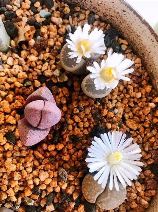 顺风不浪逆风不怂文字图片,顺风不飘逆风不怂绝境不慌