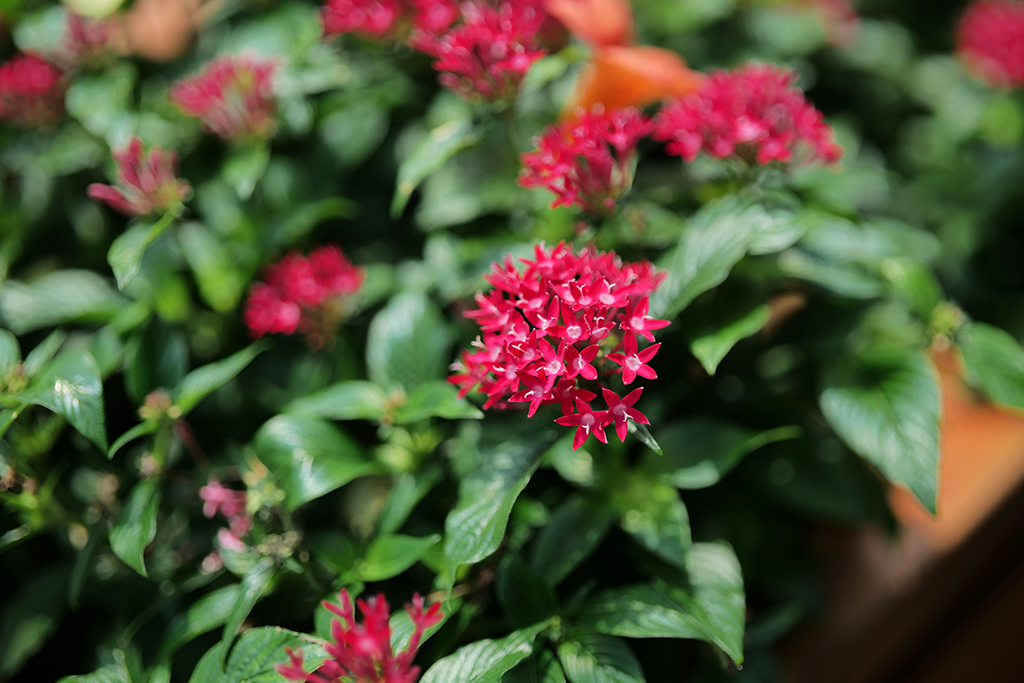 松下lumixspro50mmf1.4,松下lumixs24-105mmf4macro镜头