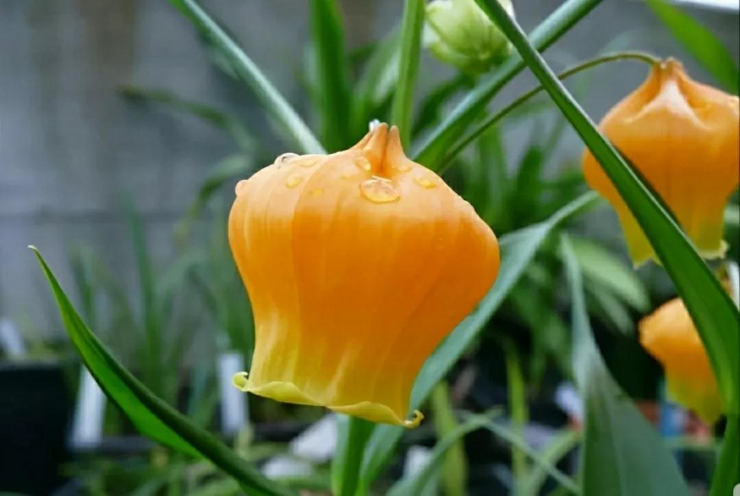 奇葩造型花:头上长草,心中有鬼,白月光。白天不开你非要晚上开