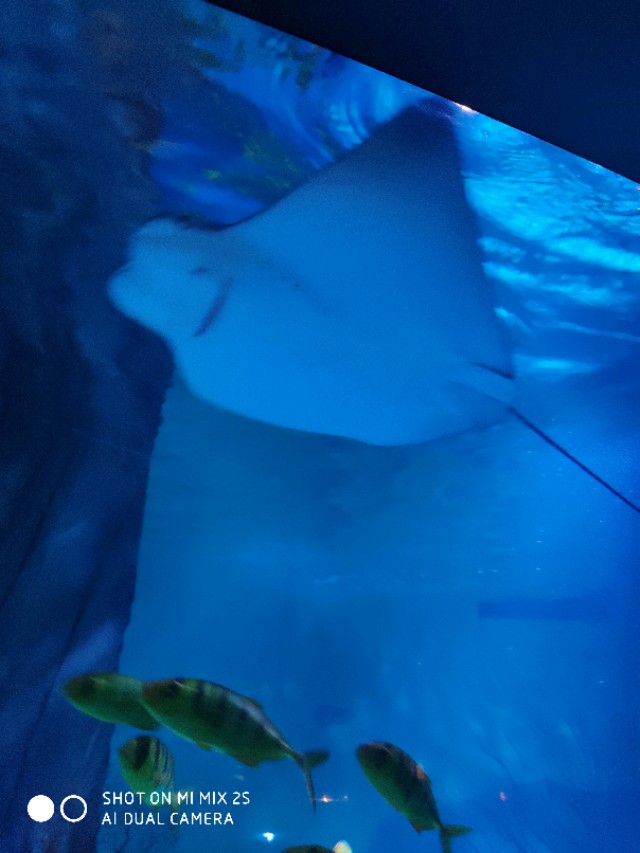 南京海底世界海狮表演,南京海底世界门票价格