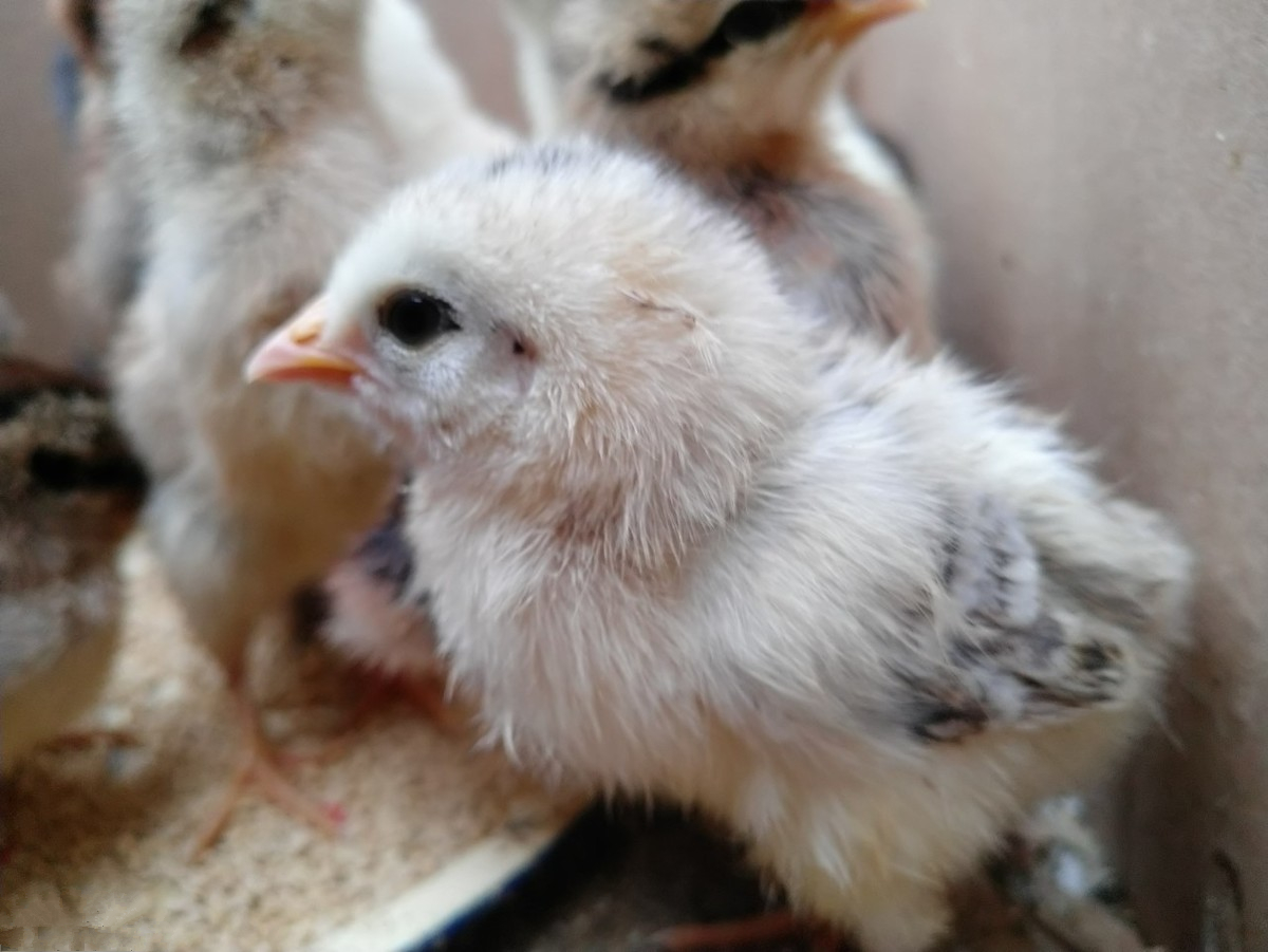 养鸡技术怎么有效预防鸡生病呢,点眼滴鼻的疫苗用饮水法行吗