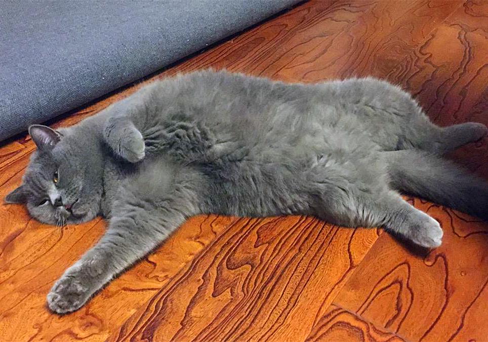 特殊时期如何做好宠物清洁工作?这两点最重要,但仍需注意安全