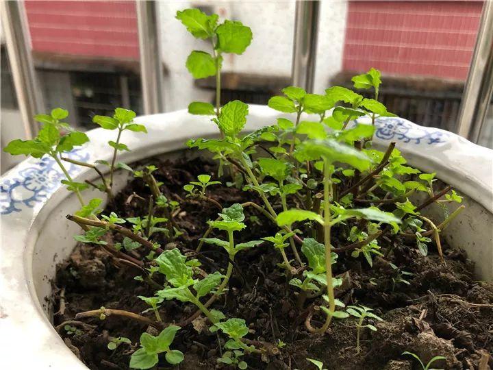 月季常见病害图解,月季枝干高花苞小怎么办