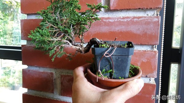 真柏舍利盆景制作图片,真柏舍利盆景造型图片