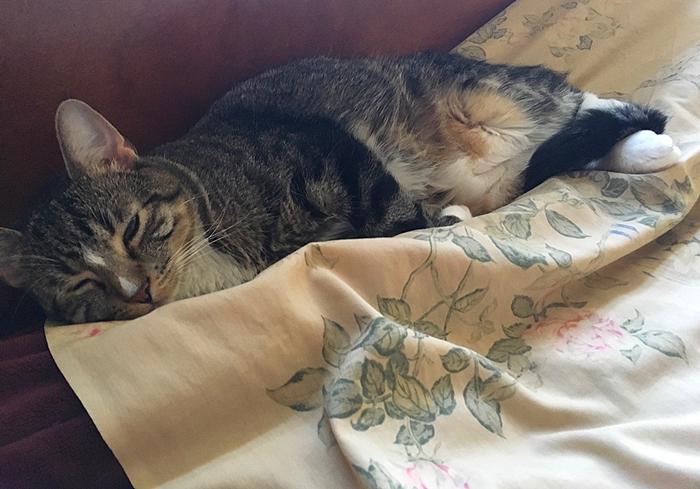 猫咪喝了牛奶拉肚子,猫咪喝牛奶拉肚子有效解决