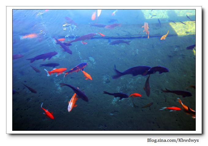 生活杂记|济南章丘百脉泉（20111212）