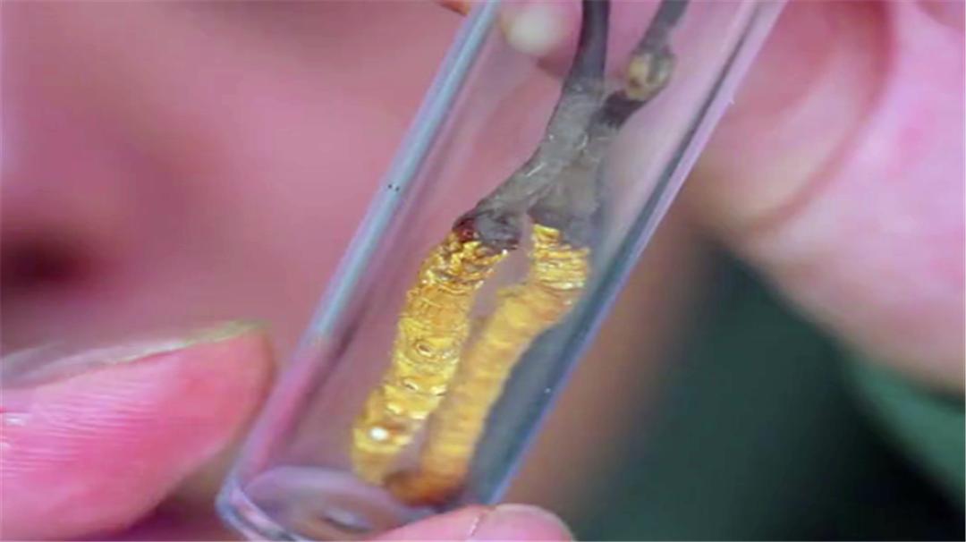 野生的冬虫夏草最便宜1克多少钱,冬虫夏草1克多少钱