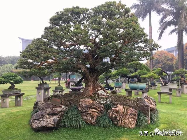 国宝级古黄杨《天人工物》的前世今生（上）