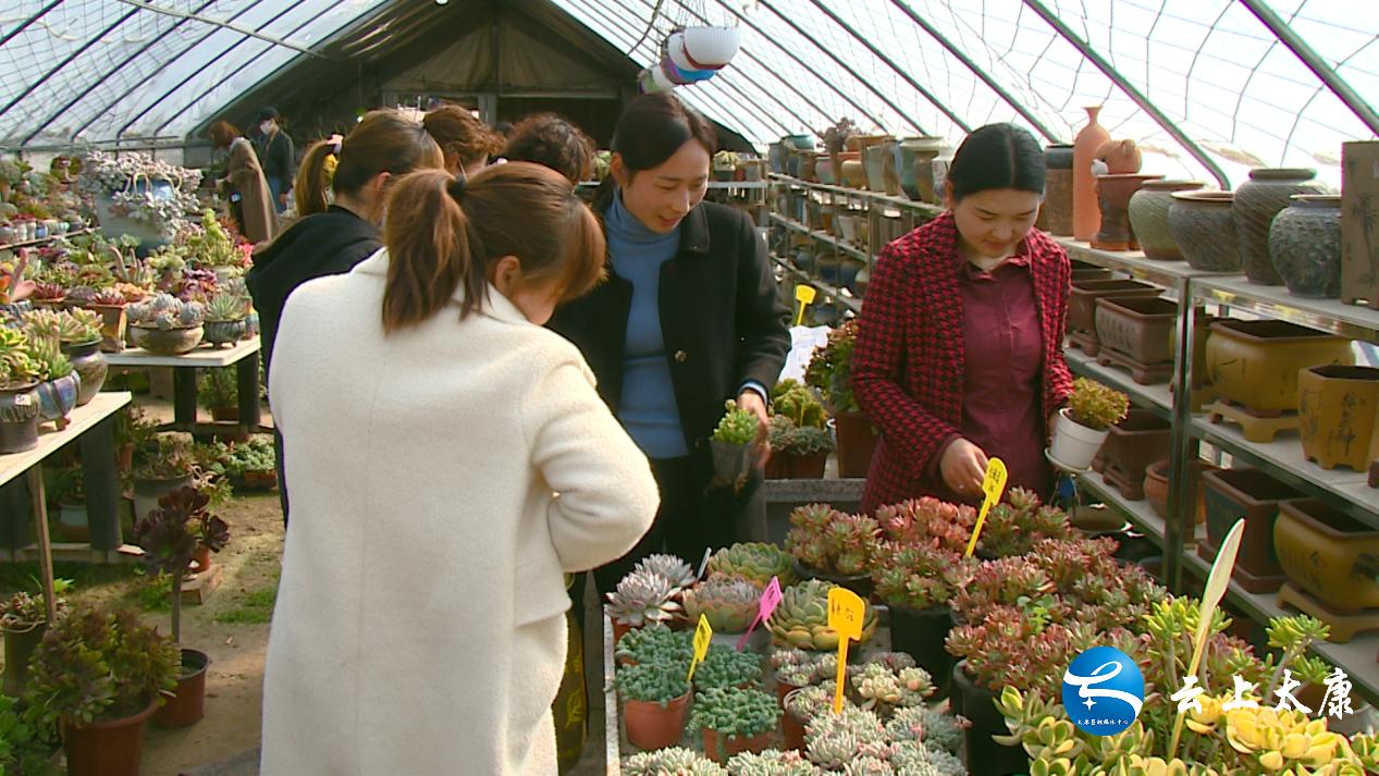 返乡创业成就梦想,农民返乡创业种多肉