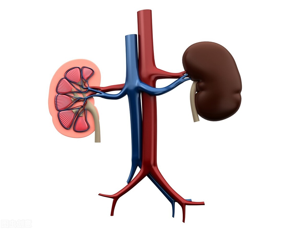 肾积水疾病治疗的知识,肾积水中医说法